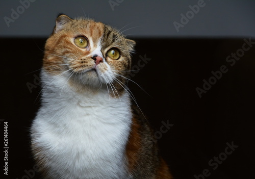 Fototapeta Naklejka Na Ścianę i Meble -  Scottish folded Cat
