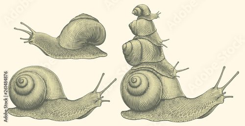 Snails. Design set. Hand drawn engraving. Editable vector vintage illustration. Isolated on light background. 8 EPS photo