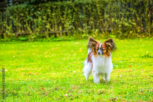 Portrait of a papillon purebreed dog