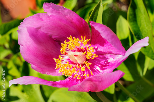 Peony (paeonia  mascula ) flower