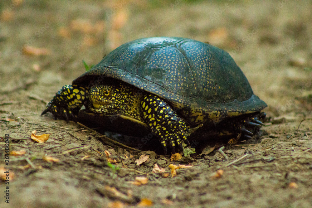 Fototapeta premium turtle on road