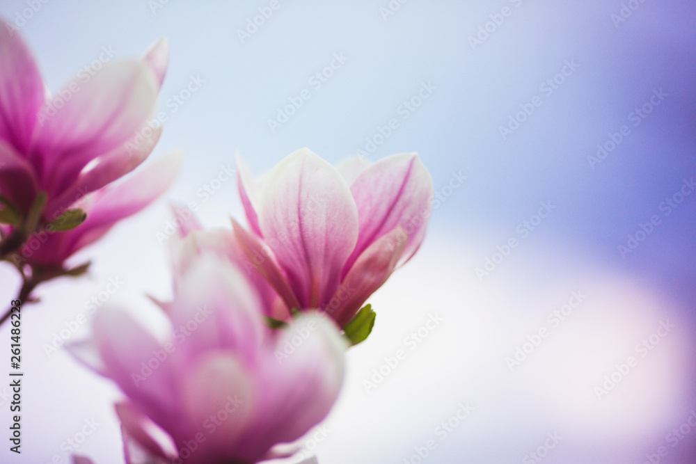 Bloomy magnolia tree with big pink flowers