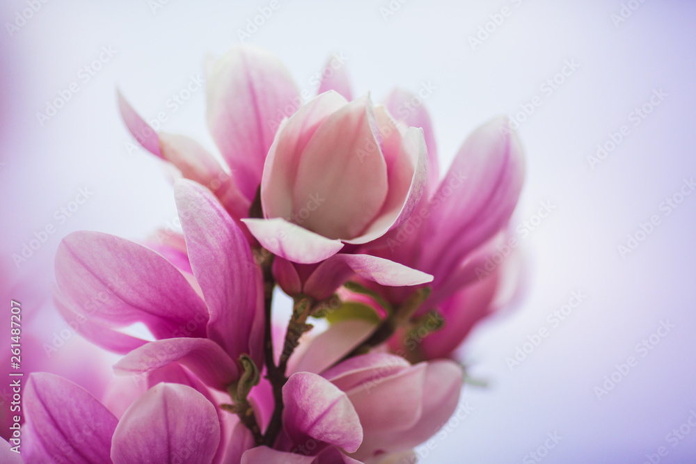 Bloomy magnolia tree with big pink flowers Bloomy magnolia tree with big pink flowers