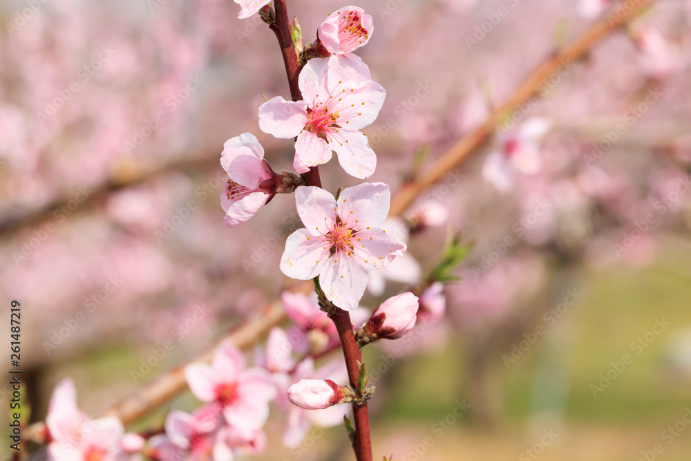 Naklejka premium Peach Blossom - Spring of Japan -