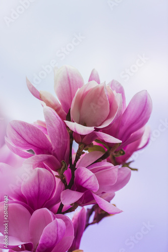 Fototapeta Naklejka Na Ścianę i Meble -  Bloomy magnolia tree with big pink flowers