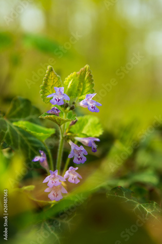 Glechoma hederacea wildflower close up photo © Creaturart