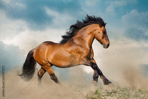 Beautiful bay stallion running in dust © Mari_art