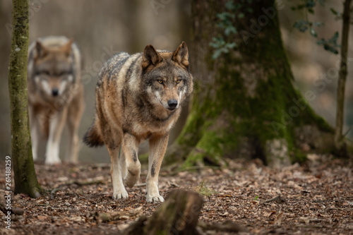 Grey wolf in the forest