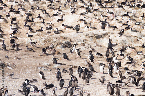 Penguin colony on Beagle channel  Argentina wildlife
