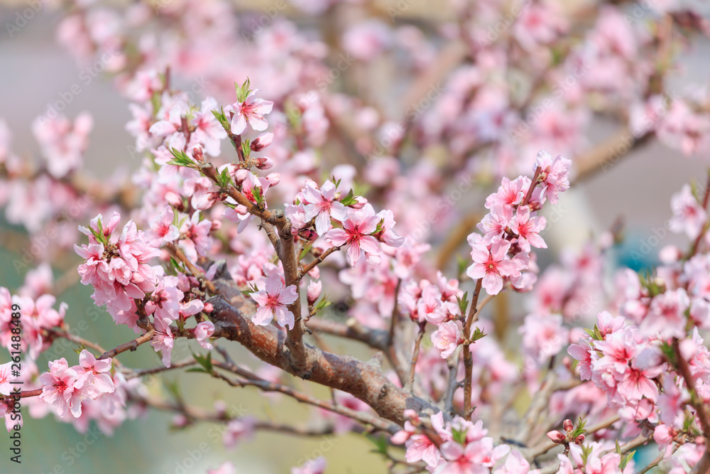 Peach Blossom - Spring of Japan -