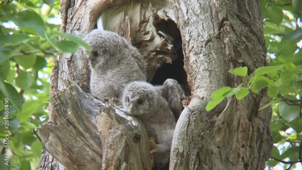 owl sitting in a nest on a tree in the forest owl sitting in a nest on a tree in the forest