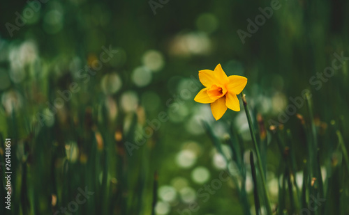 Daffy Bokeh! photo