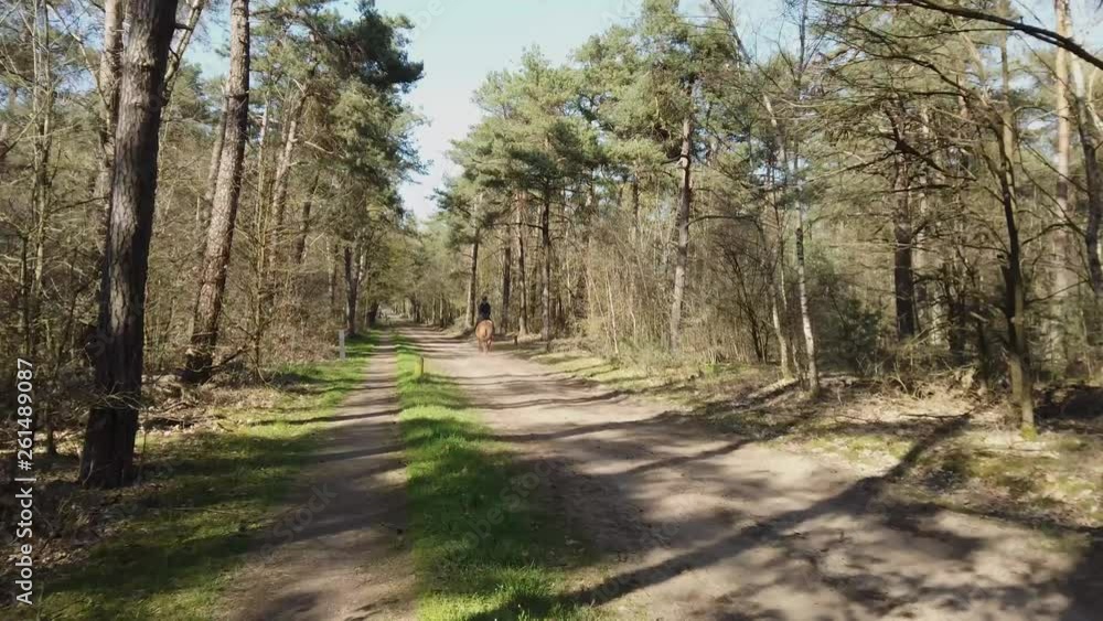 POV Aerial driving through Forest path road POV Aerial driving through Forest path road