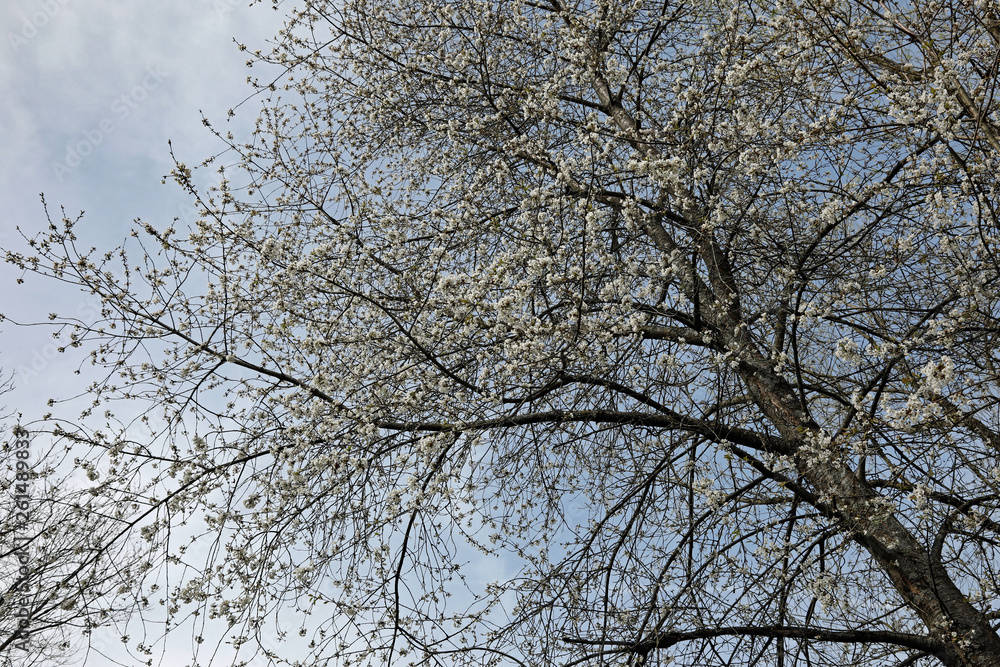 Blühender Baum Blühender Baum