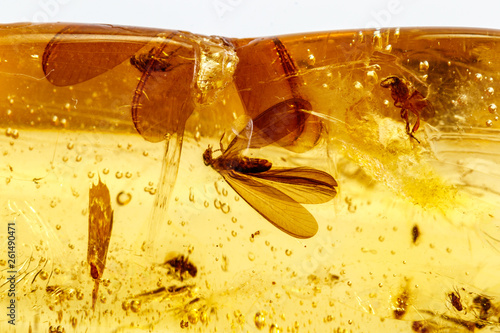 Macro stone mineral amber with insects, flies and beetles on a white background close up photo