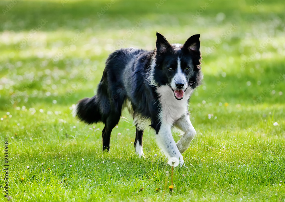 Border Collie dog walking through the park on a spring day Border Collie dog walking through the park on a spring day