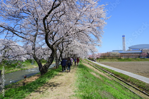 船川べりの桜 © yasuharu