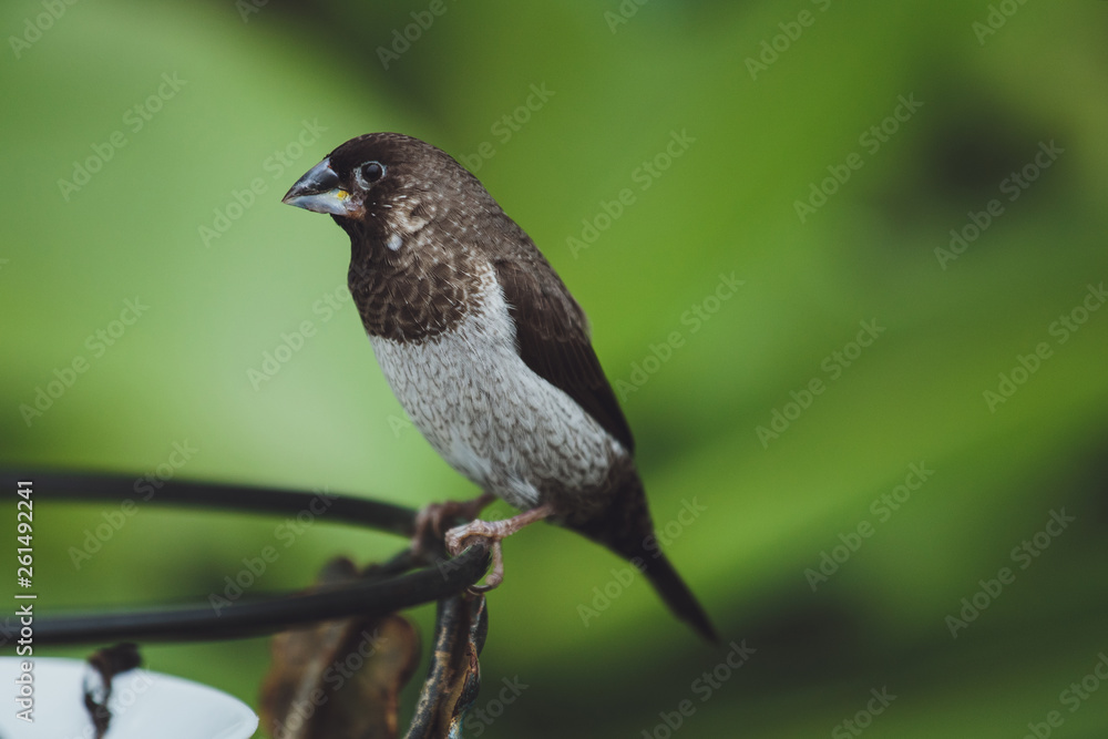Obraz premium The beautiful Amadina bird sits on the green leaves of a tree branch. Close-up