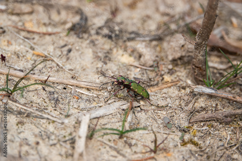 Green Tiger Beetle in Springtime Green Tiger Beetle in Springtime