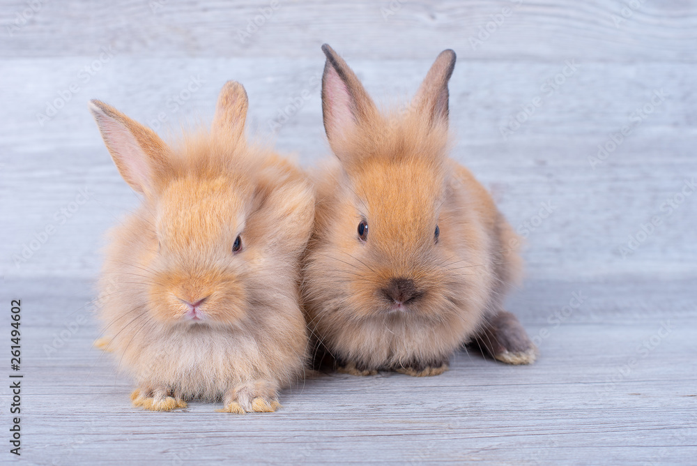 Two little bunny rabbits stay on gray wooden pattern background with different positions; Two little bunny rabbits stay on gray wooden pattern background with different positions;