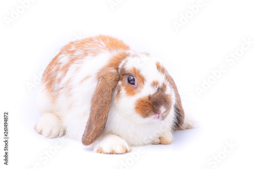 Little white and brown bunny rabbit on white background with isolated theme