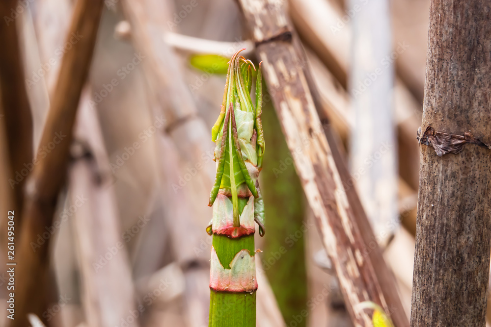 Fototapeta premium Japanese Knotweed Sprouting in Springtime