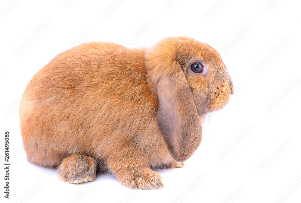 Little brown bunny rabbit with long ears stay on white background Little brown bunny rabbit with long ears stay on white background
