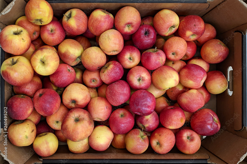 Red and yellow apples in box, background. Fresh apples variety grown in the shop. Apple suitable for juice, strudel, apple puree, compote Red and yellow apples in box, background. Fresh apples variety grown in the shop. Apple suitable for juice, strudel, apple puree, compote