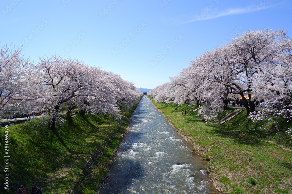 船川べりの桜 船川べりの桜