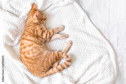 Canvas-taulu Ginger cat relaxing