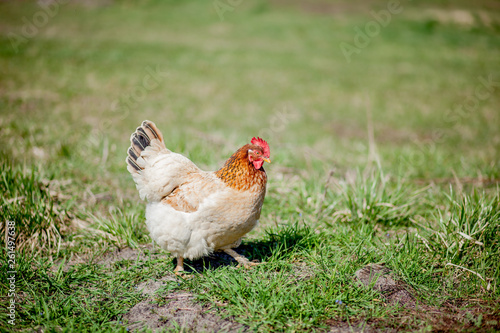 chicken in grass on a farm. Orange chicken hen that is out for a walk on the grass