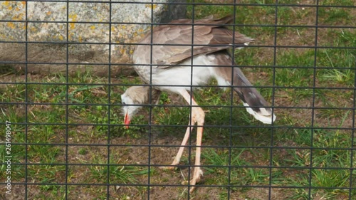 Red-legged Kariama Cariama cristata in cage in zoo in Gdansk photo