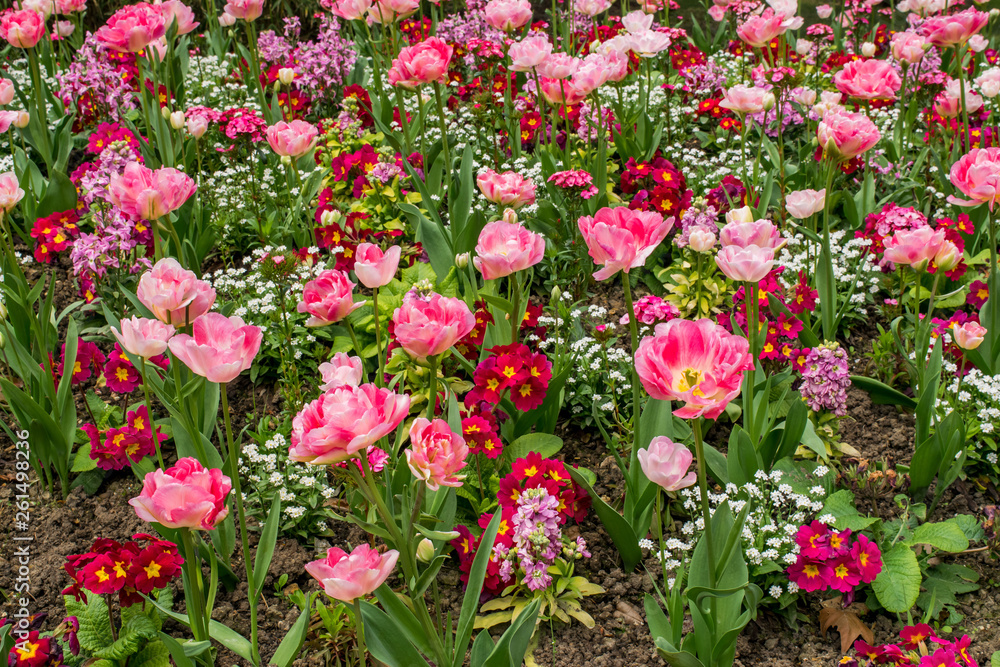 Spring flowers, Paris