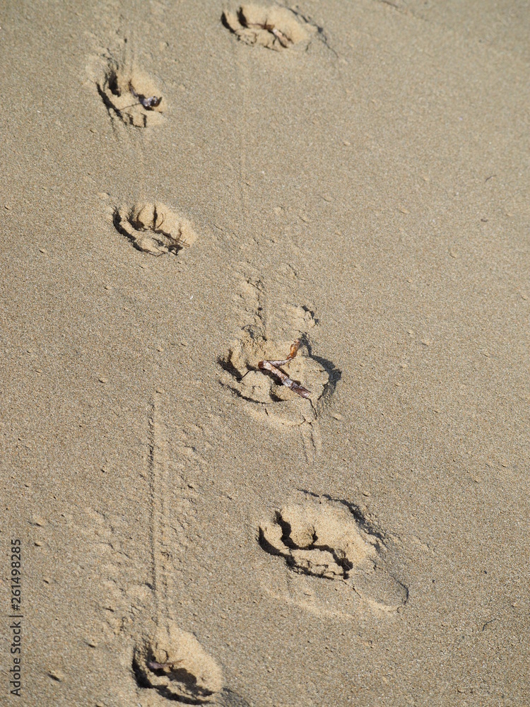 Obraz premium Footprints of a dog in the sand.