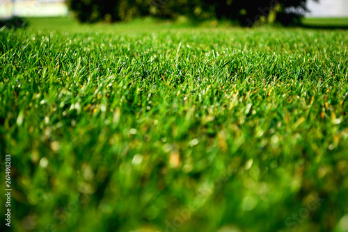 green grass