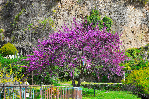 blossom tree in the garden of Provence, France
