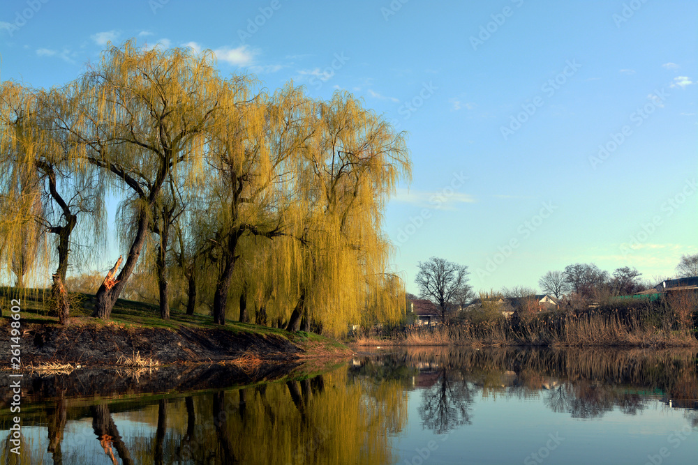 Fototapeta premium Trees bloom in spring