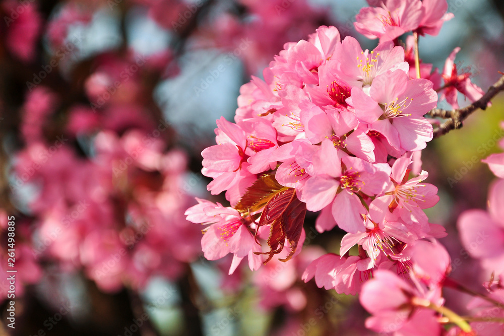 Fototapeta premium Rosa Kirschblüten Frühling 