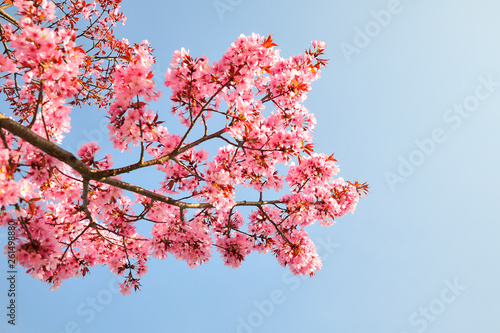 Kirschblüten Baum Frühling