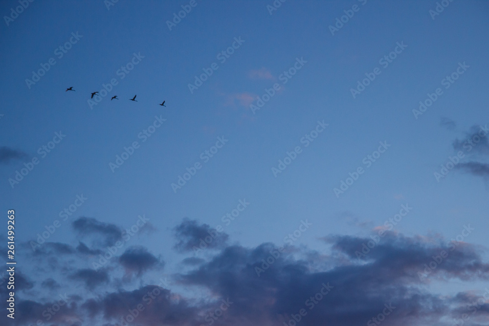 birds are flying in the sky far away birds are flying in the sky far away