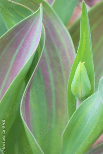Tulip on the background of green leaves