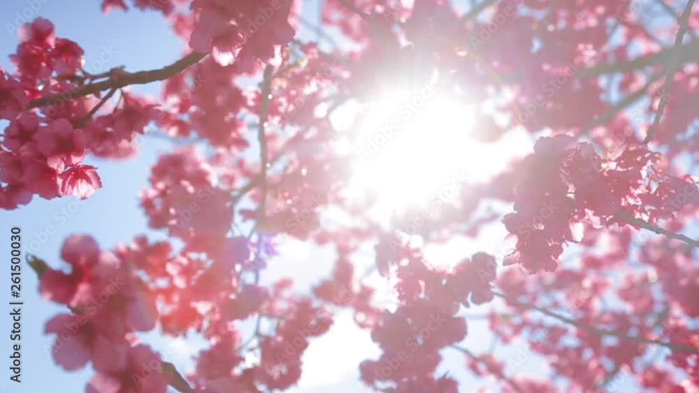 Cherry blossom closeup shot with the sunlight in the background. Rays of light shining through the branches covered with pink blooms. Cherry blossom closeup shot with the sunlight in the background. Rays of light shining through the branches covered with pink blooms.