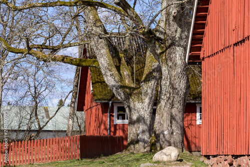 Beautiful rural landscape in springtime with typical red wooden houses, in the middle of Sweden
