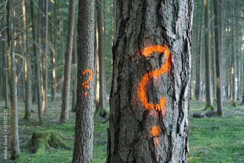 marked trees in the forest