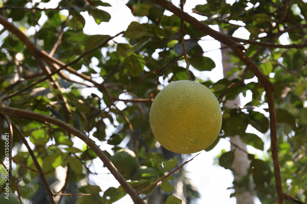Pomelo fruits hang on the trees 