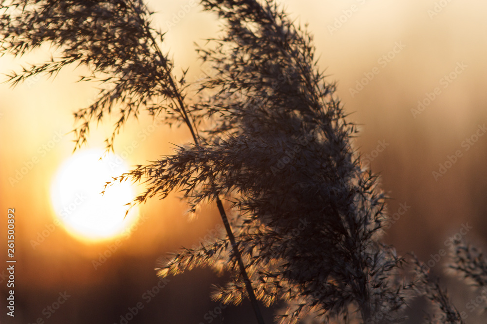 Obraz premium swamp grass at sunset