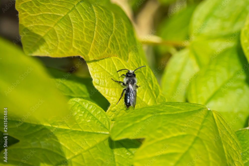 Mining Bee on Leaf in Springtime Mining Bee on Leaf in Springtime