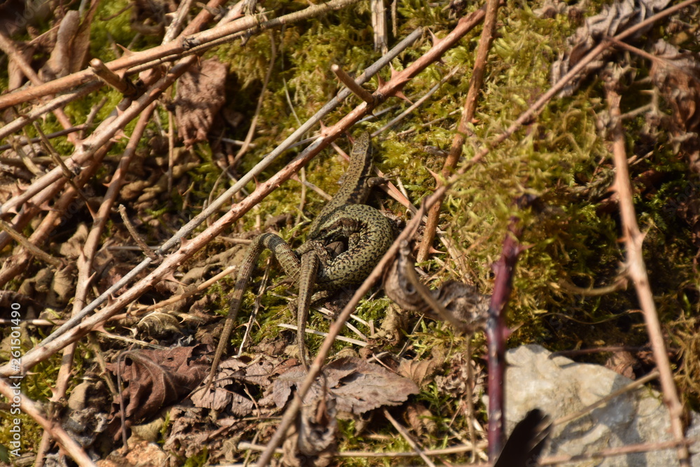 lizard in forest