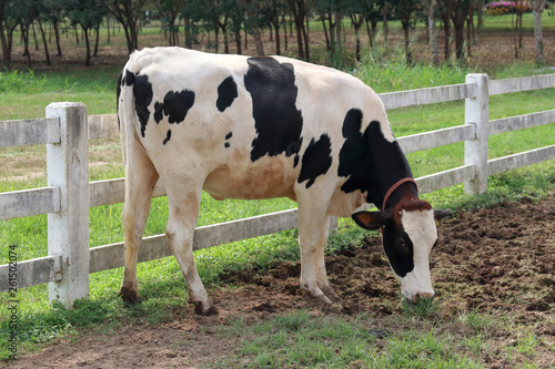 Dairy cows in rural farmland. 