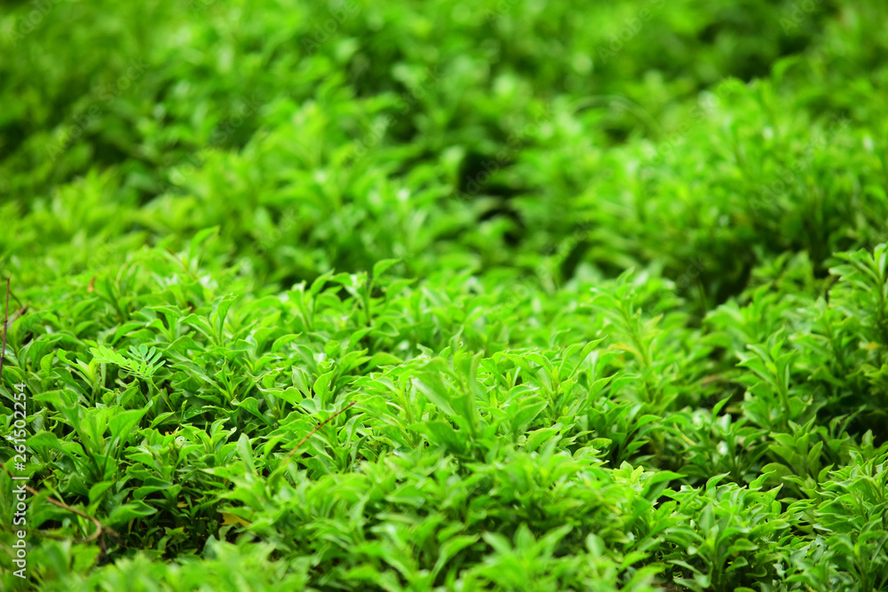 natural background of green grass in the park natural background of green grass in the park